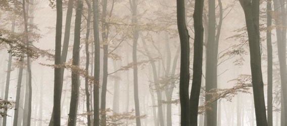 ALBERI FORESTA 74 | Carta da parati con sagome di alberi